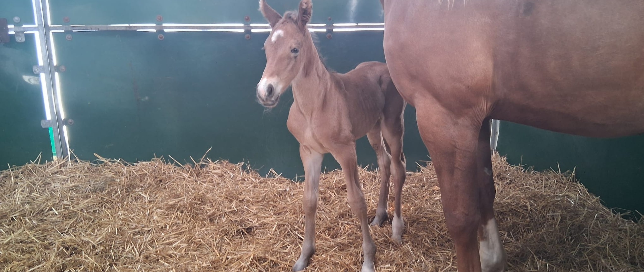✨ Poulain n°6 est né ! Une magnifique pouliche issue de CON QUIDAM x Souplesse Vitseroel. 🐴☀️🌴
