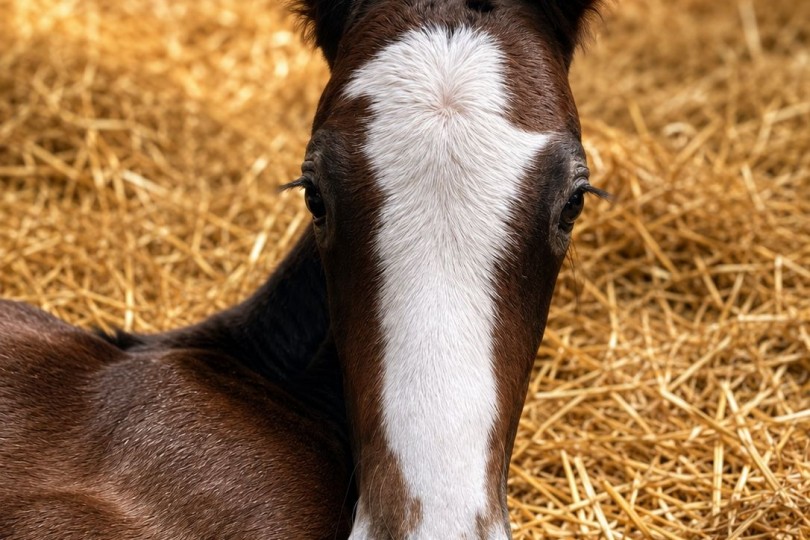 🌟 Le poulain n°8 est né : un magnifique poulain mâle issu de Colestus x Clarima Vitseroel 🌟🐴🔝🌴☀️ La famille Vitseroel est très heureuse !