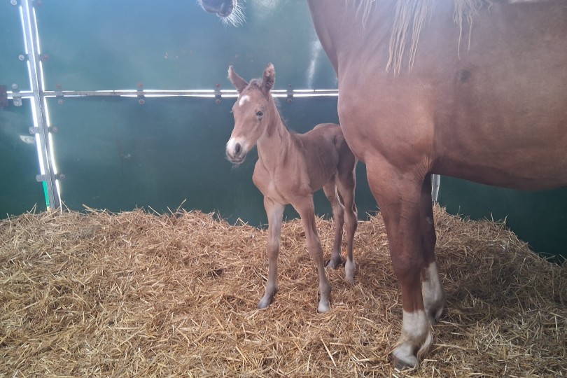 ✨ Poulain n°6 est né ! Une magnifique pouliche issue de CON QUIDAM x Souplesse Vitseroel. 🐴☀️🌴